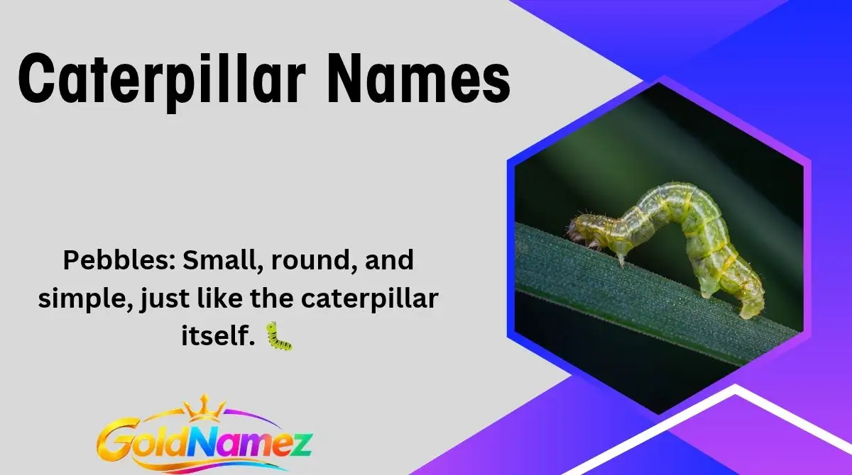 Caterpillar Names