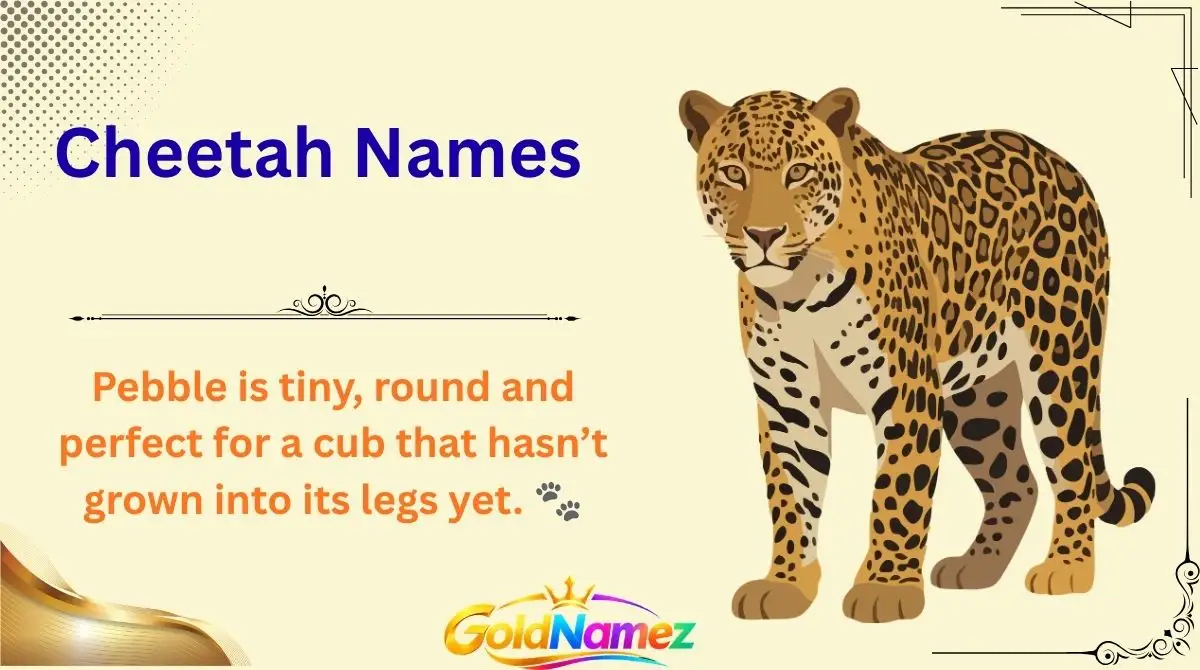 Cheetah Names