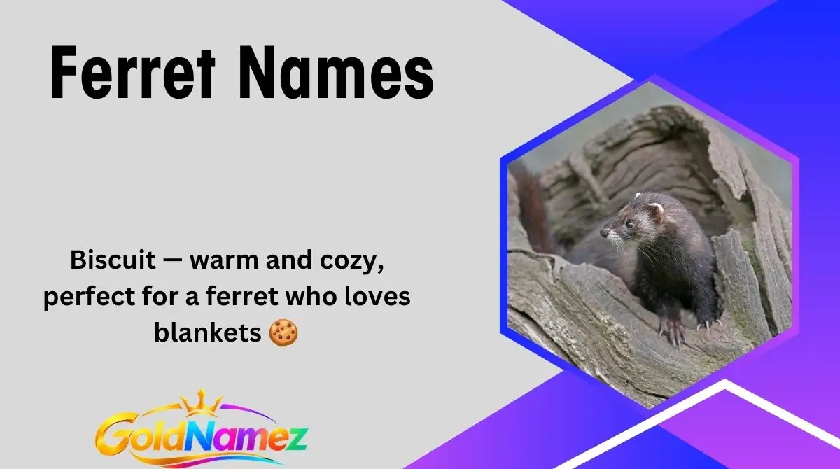 Ferret Names